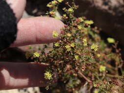 Image of Eriogonum galioides I M. Johnst.