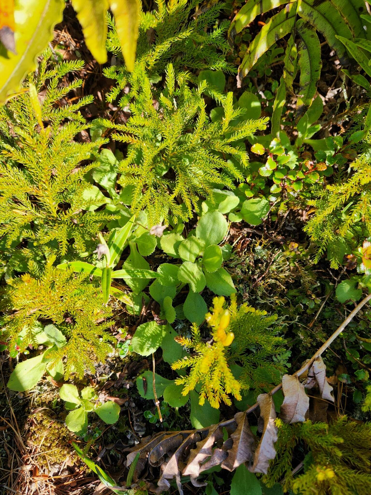 Image of Celmisia glandulosa var. latifolia Cockayne