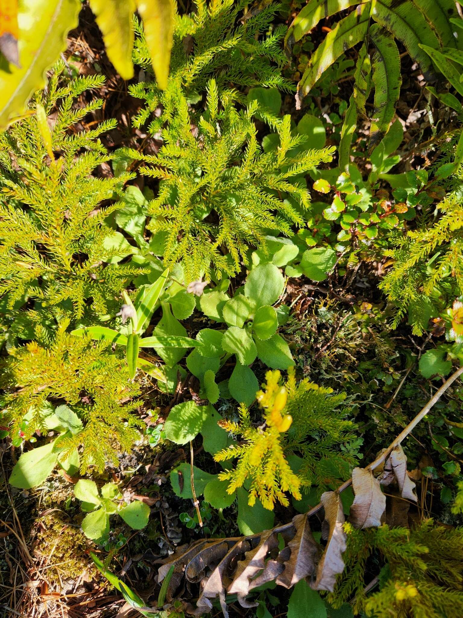 Image of Egmont Bog Mountain Daisy