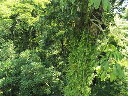 Image of Schefflera sphaerocoma (Benth.) Harms