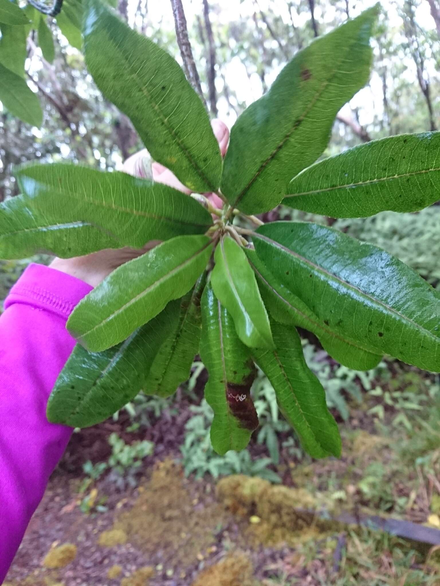 Слика од Clermontia fauriei H. Lév.