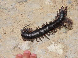 Image de Scolopendra gigantea Linnaeus 1758