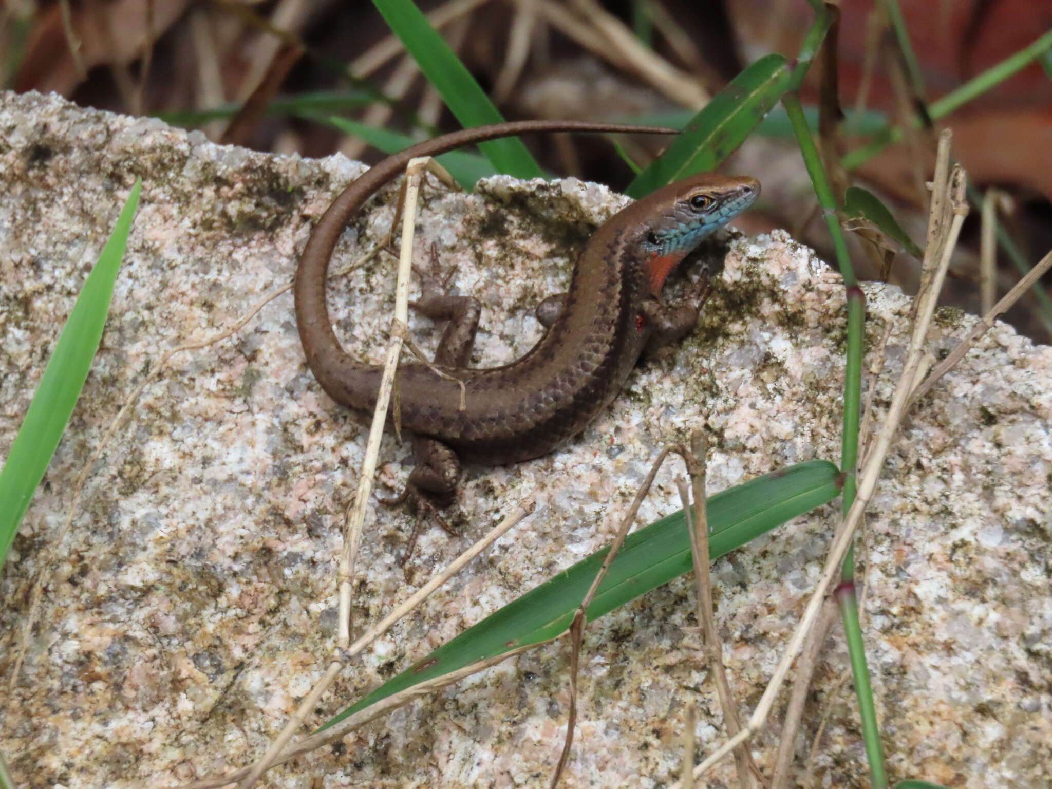 صورة Carlia rhomboidalis (Peters 1869)