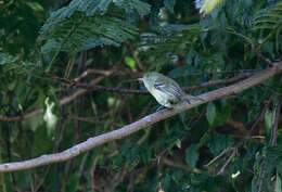 Image of Jamaican Vireo