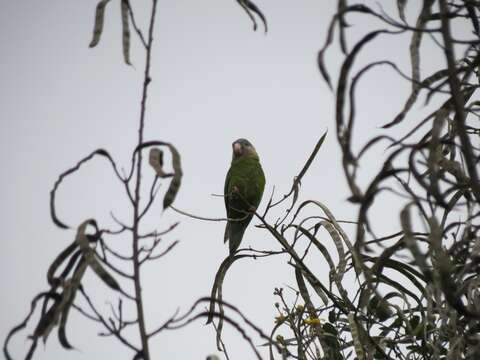 Image of Gray-cheeked Parakeet