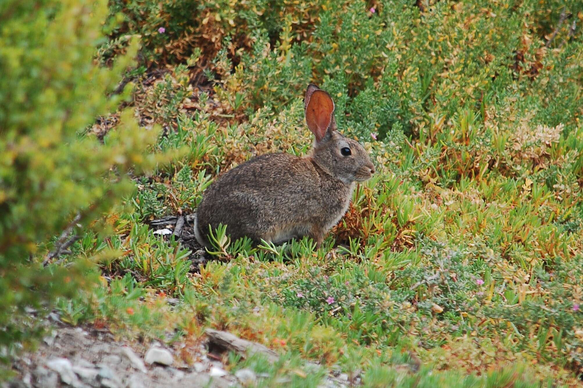 Image of Brush Rabbit