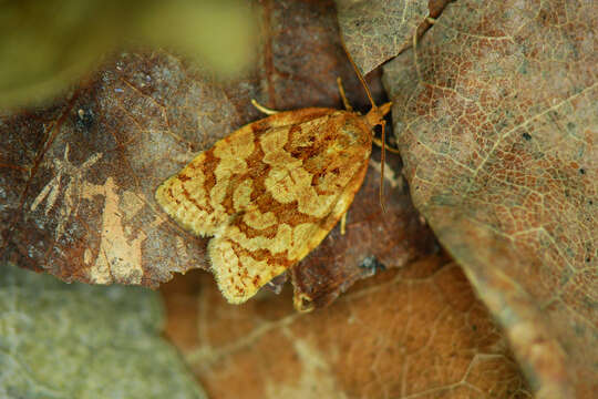 Image of summer fruit tortrix