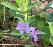 Dyschoriste oblongifolia (Michx.) Kuntze的圖片