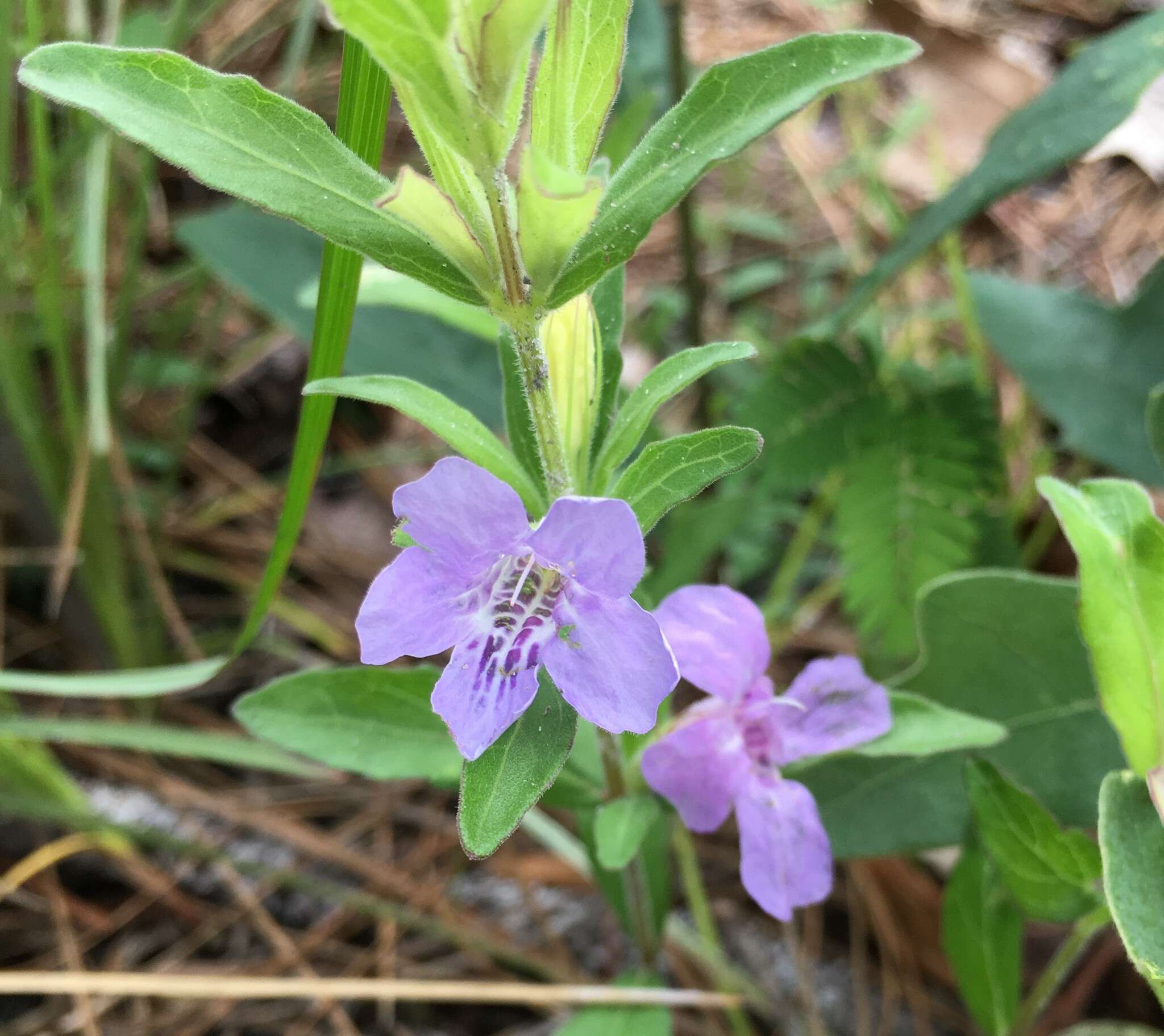 Image of oblongleaf snakeherb