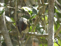 Слика од Cyclarhis gujanensis insularis Ridgway 1885