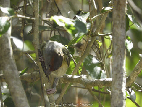 Imagem de Cyclarhis gujanensis insularis Ridgway 1885