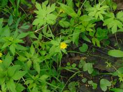 Ranunculus hispidus var. nitidus (Ell.) T. Duncan的圖片