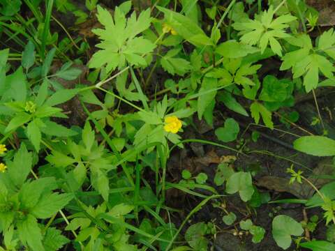 Image of bristly buttercup