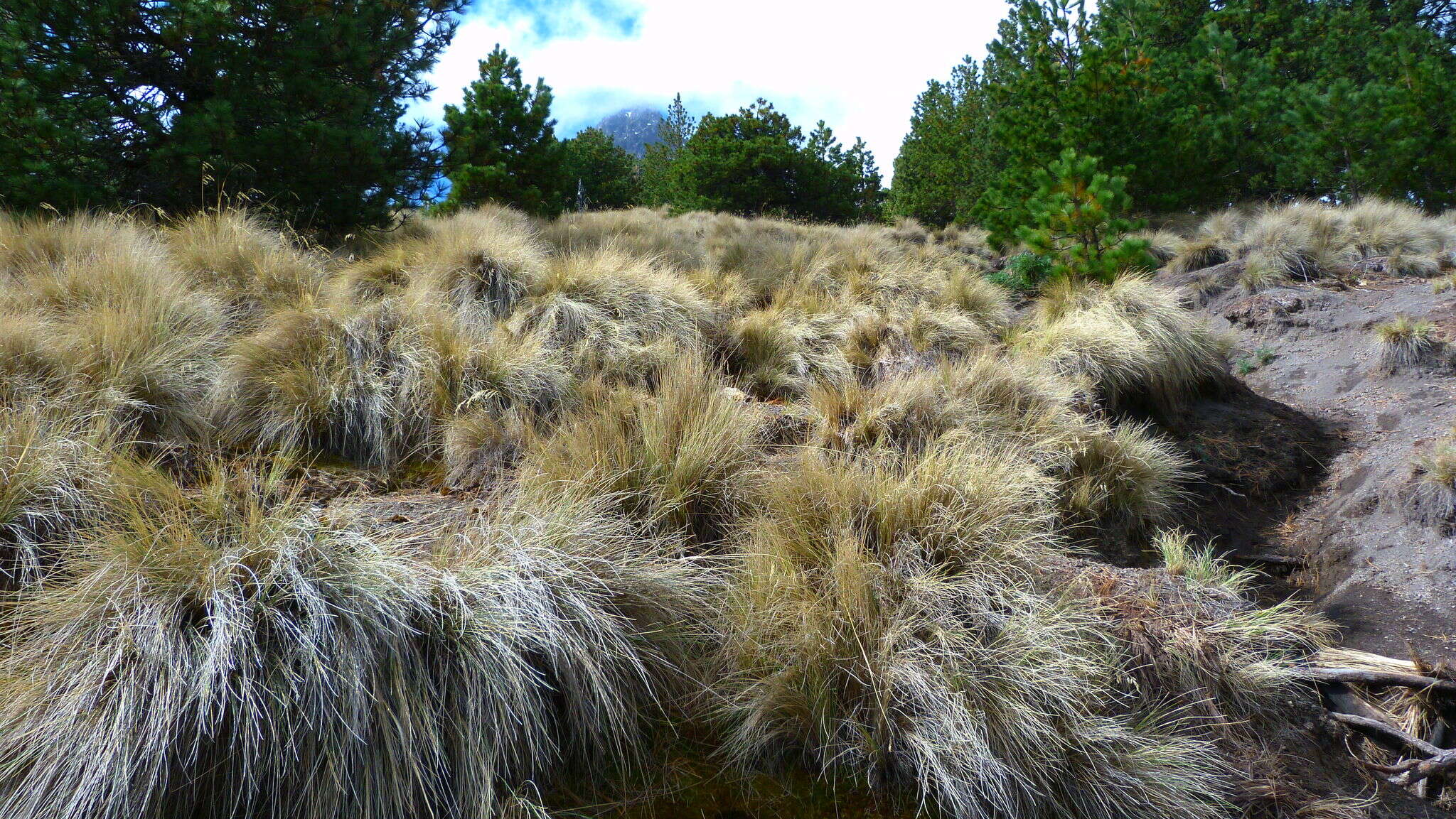 Imagem de Festuca tolucensis Kunth