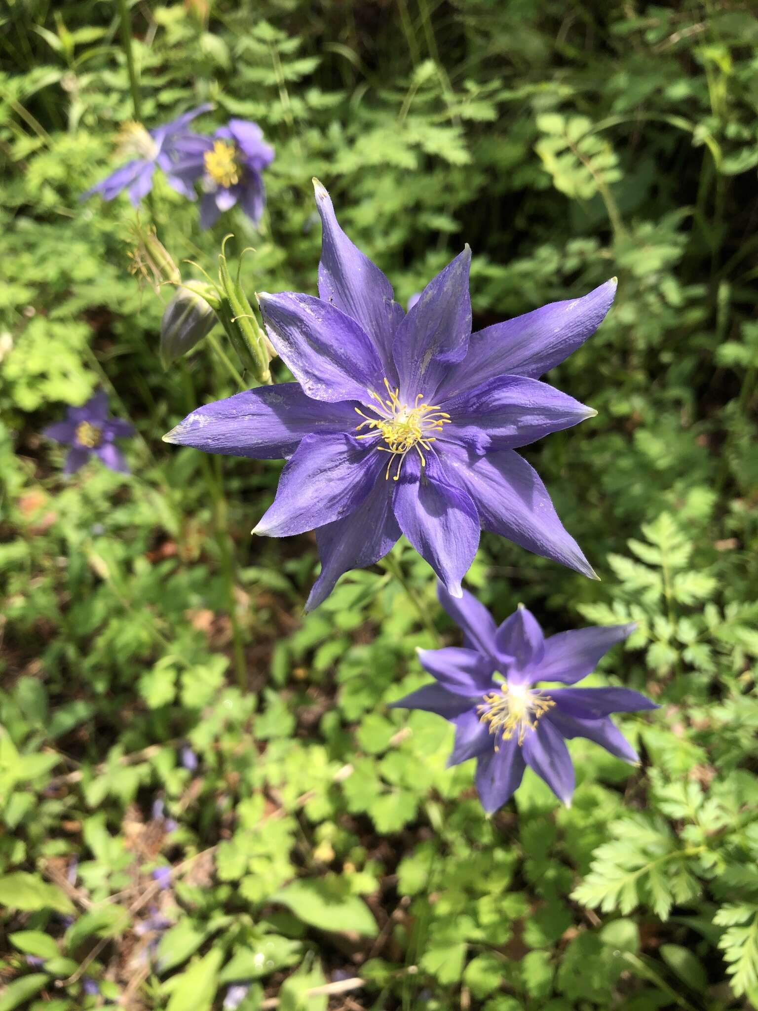 Imagem de Aquilegia coerulea var. daileyae Eastw.