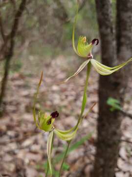 Image of Mantis orchids