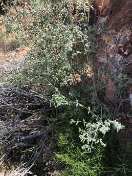 Image of desert snowberry