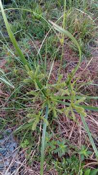 صورة Cyperus imbricatus Retz.