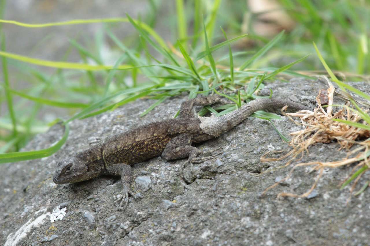 صورة Sceloporus grammicus Wiegmann 1828