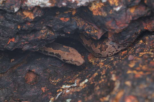 Image of Whitaker’s sand boa