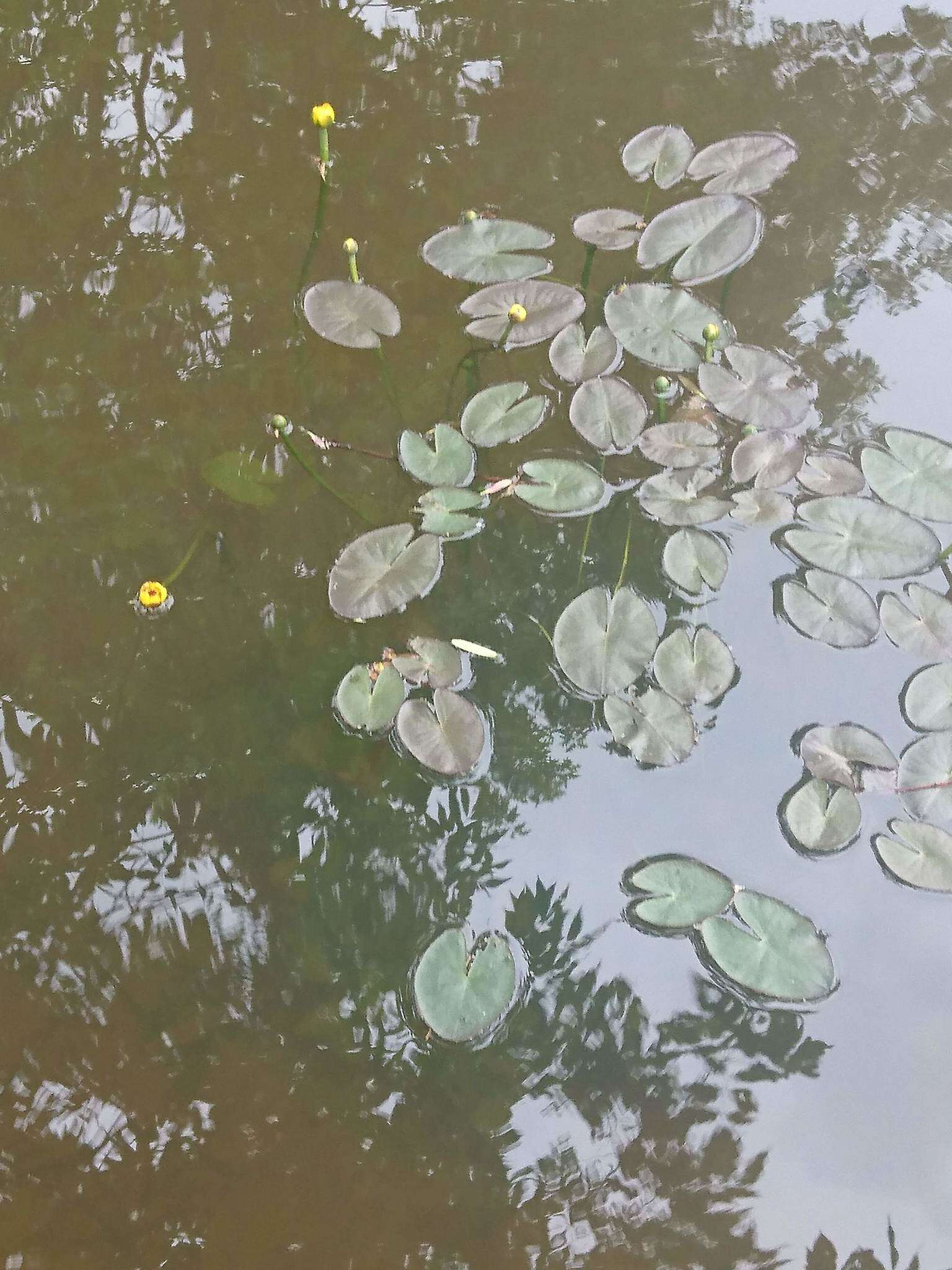 Image de Nuphar rubrodisca Morong