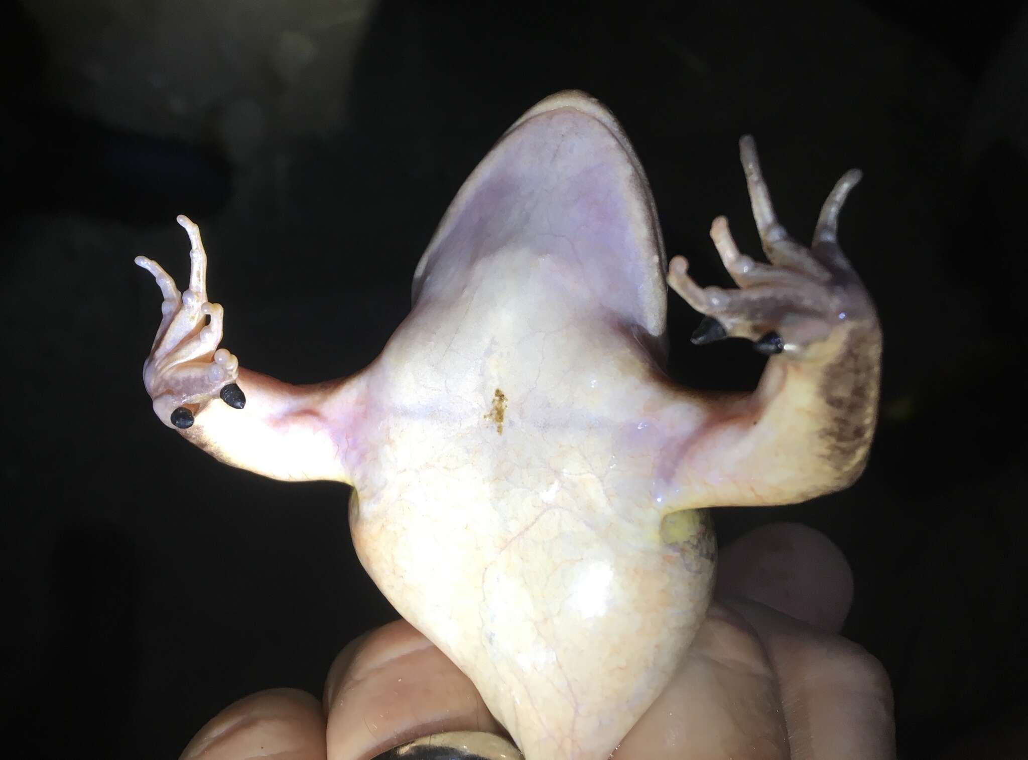 Image of Bolivian White-lipped Frog