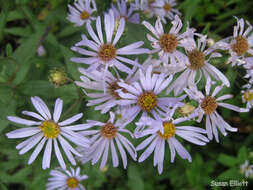 Image of New York aster