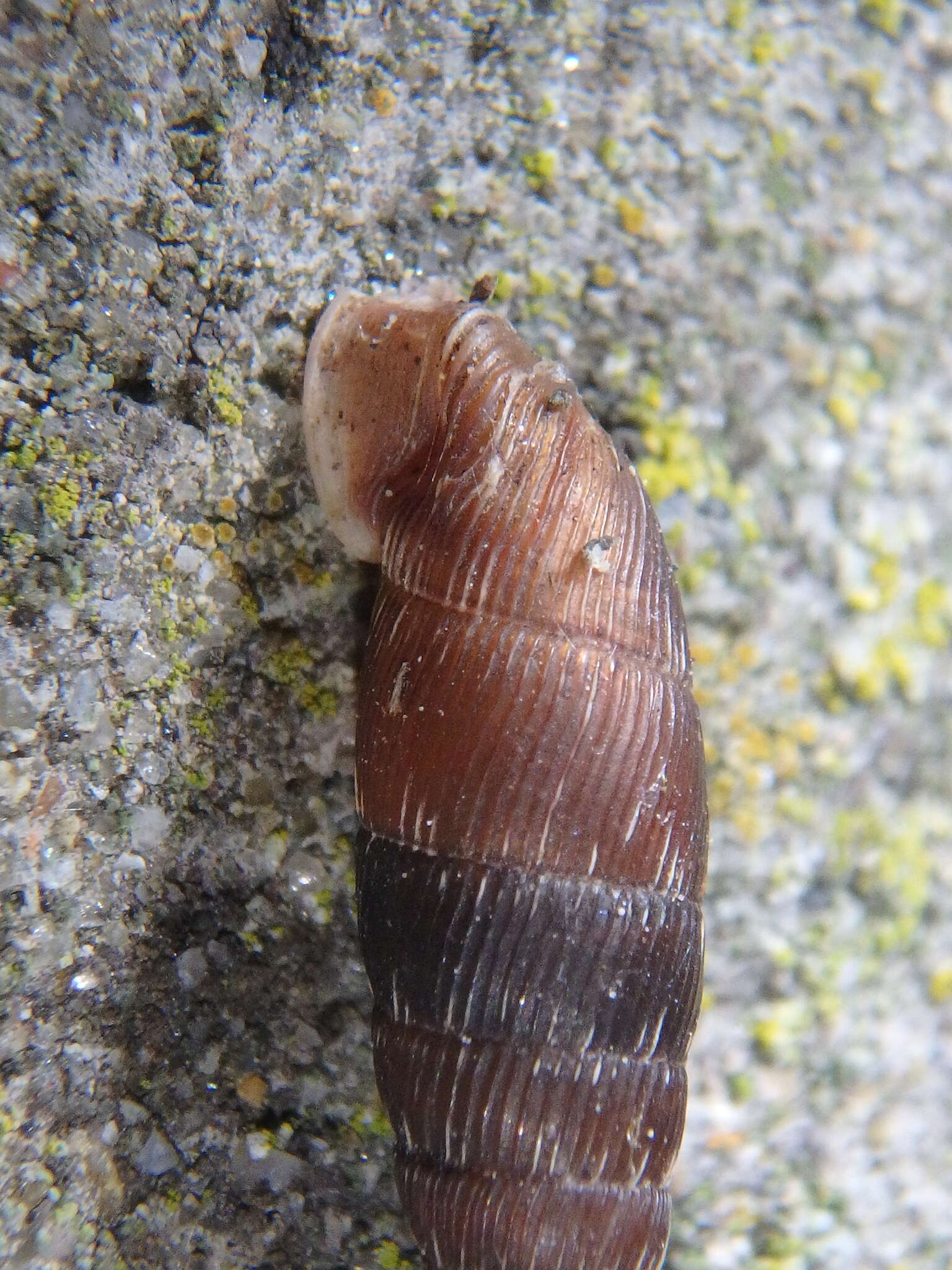 Image of Scrobifera taurica (L. Pfeiffer 1848)