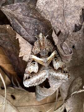 Image of <i>Drasteria grandirena</i>