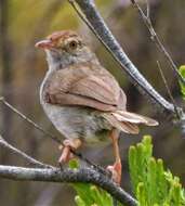 Imagem de Cisticola fulvicapilla silberbauer (Roberts 1919)