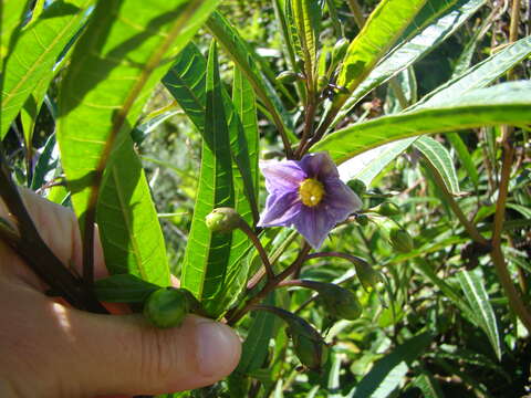 Image of Solanum subgen. Archaesolanum