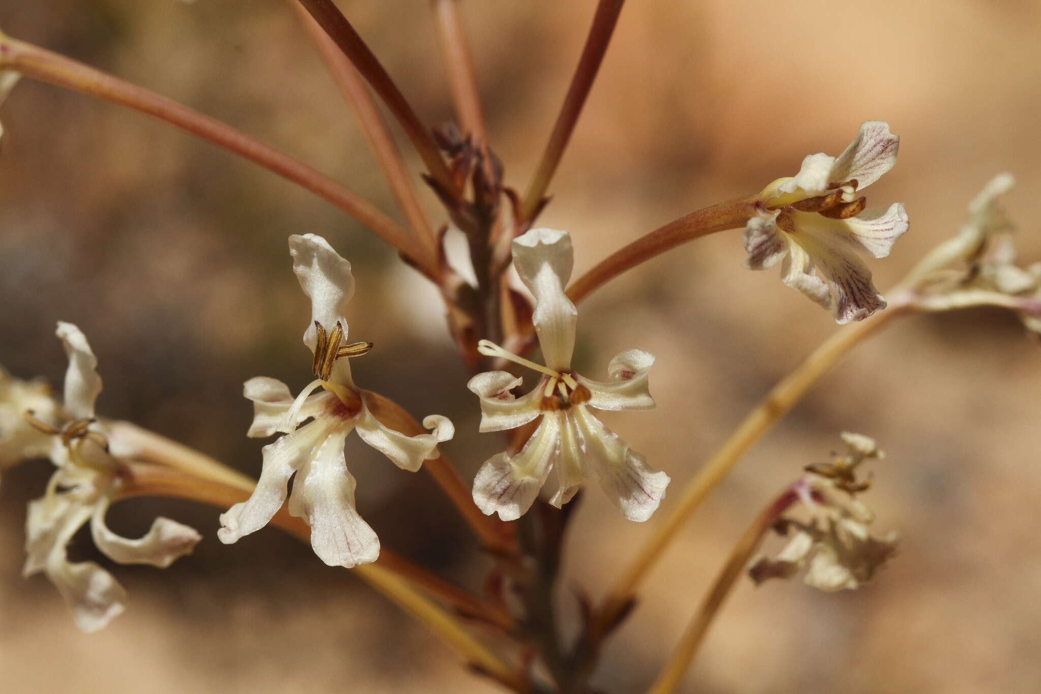 Image of Tritoniopsis nervosa (Baker) G. J. Lewis