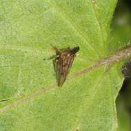 Image of Lantana Treehopper