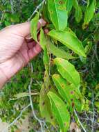 Sivun Sclerocroton melanostictus (Baill.) Kruijt & Roebers kuva