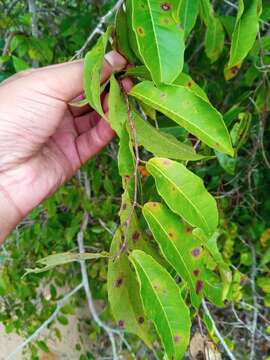 Image of Sclerocroton melanostictus (Baill.) Kruijt & Roebers