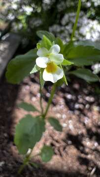 Image of Viola arvensis subsp. arvensis