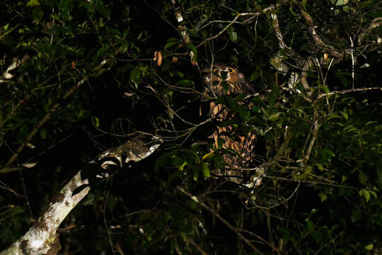 Image of Tawny Fish Owl