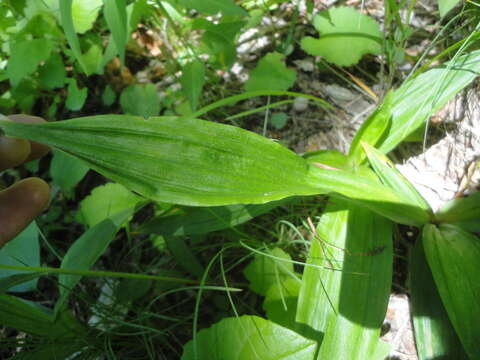 Carex siderosticta Hance resmi