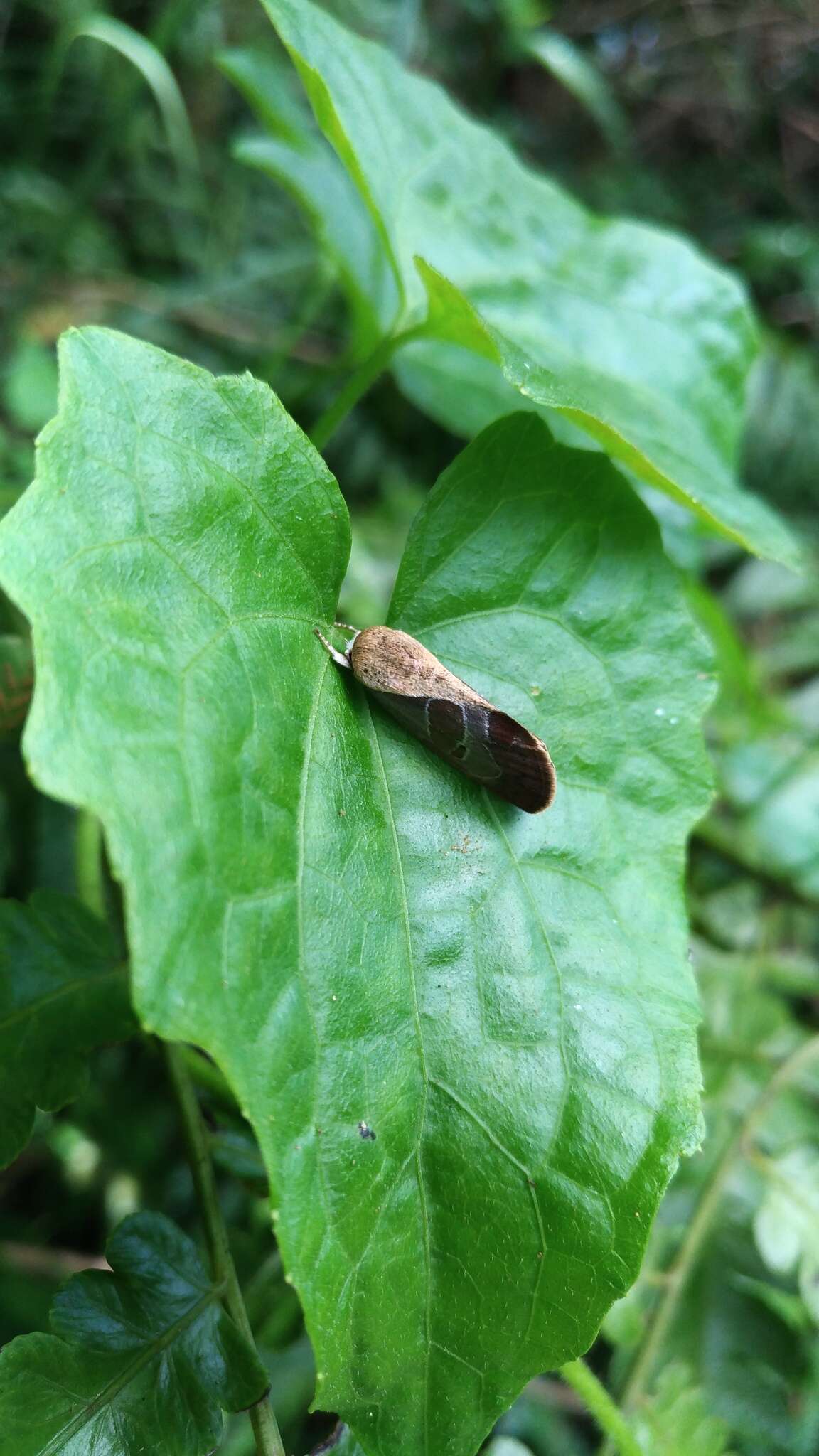 Слика од Westermannia elliptica Bryk 1913