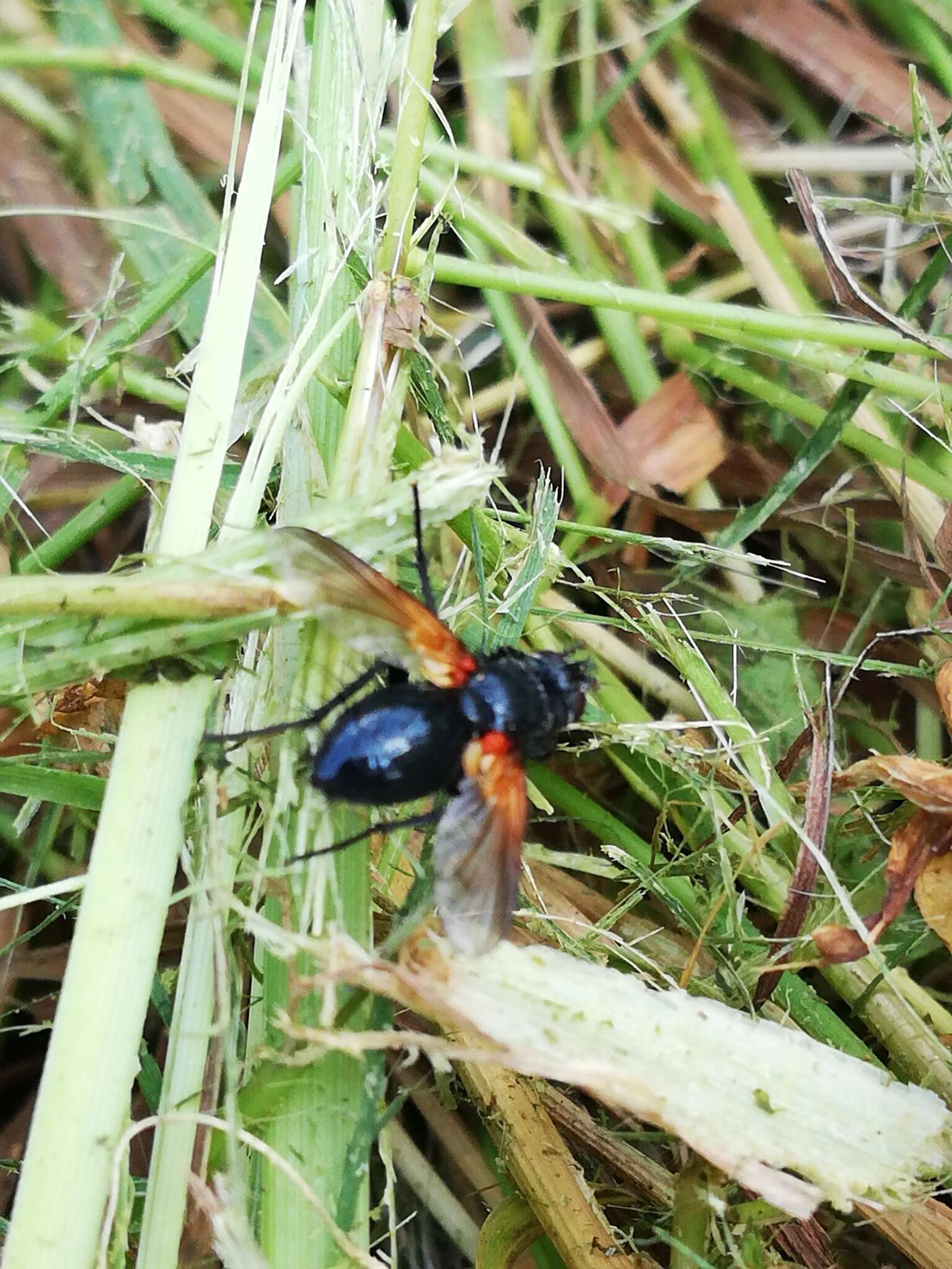 Zophomyia resmi