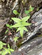 Pichisermollodes quasidivaricata (Hayata) Fraser-Jenk.的圖片