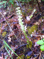 Image of Royal rein orchid