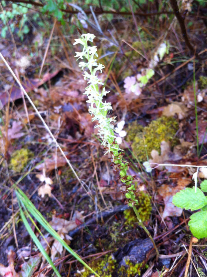 Image of Royal rein orchid