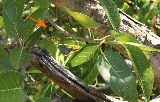 Imagem de Ficus ingens (Miq.) Miq.