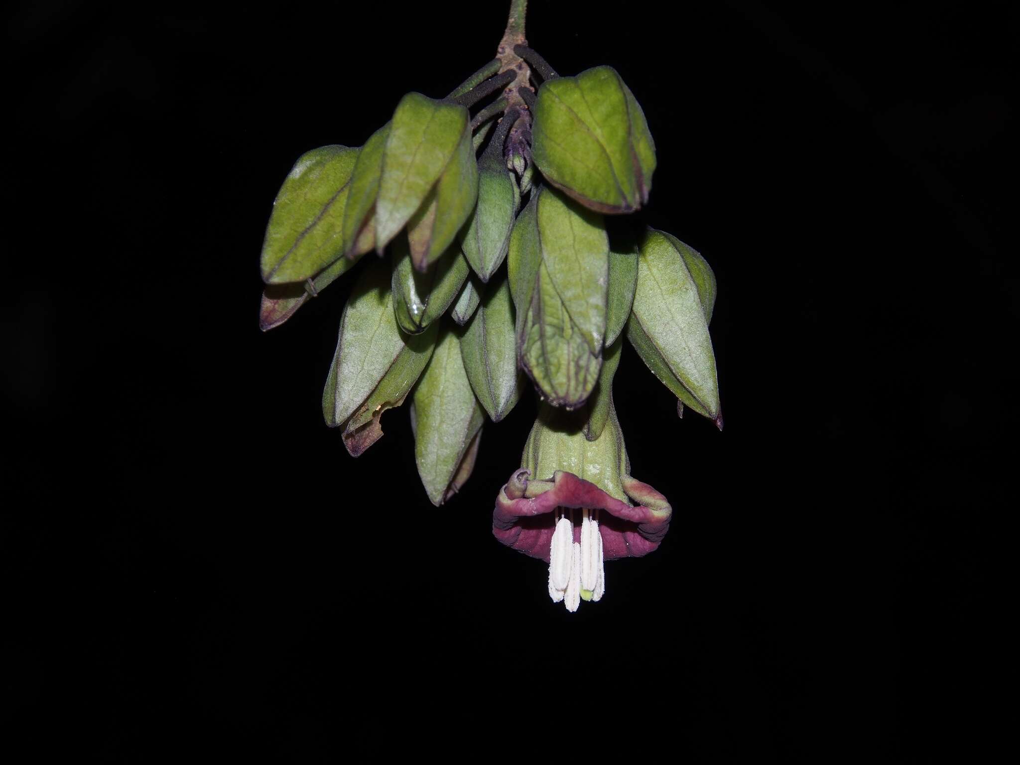 Image of Merinthopodium neuranthum J. D. Sm.