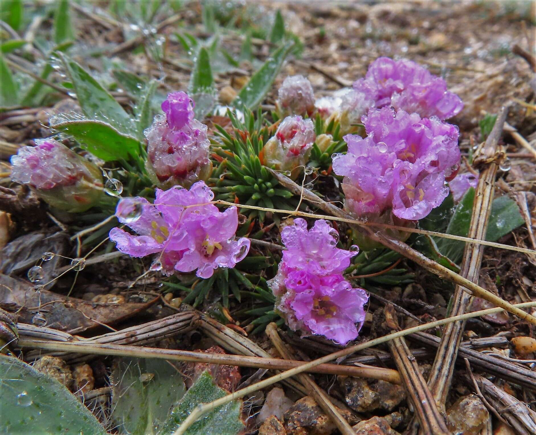 صورة Armeria caespitosa (Ortega) Boiss.