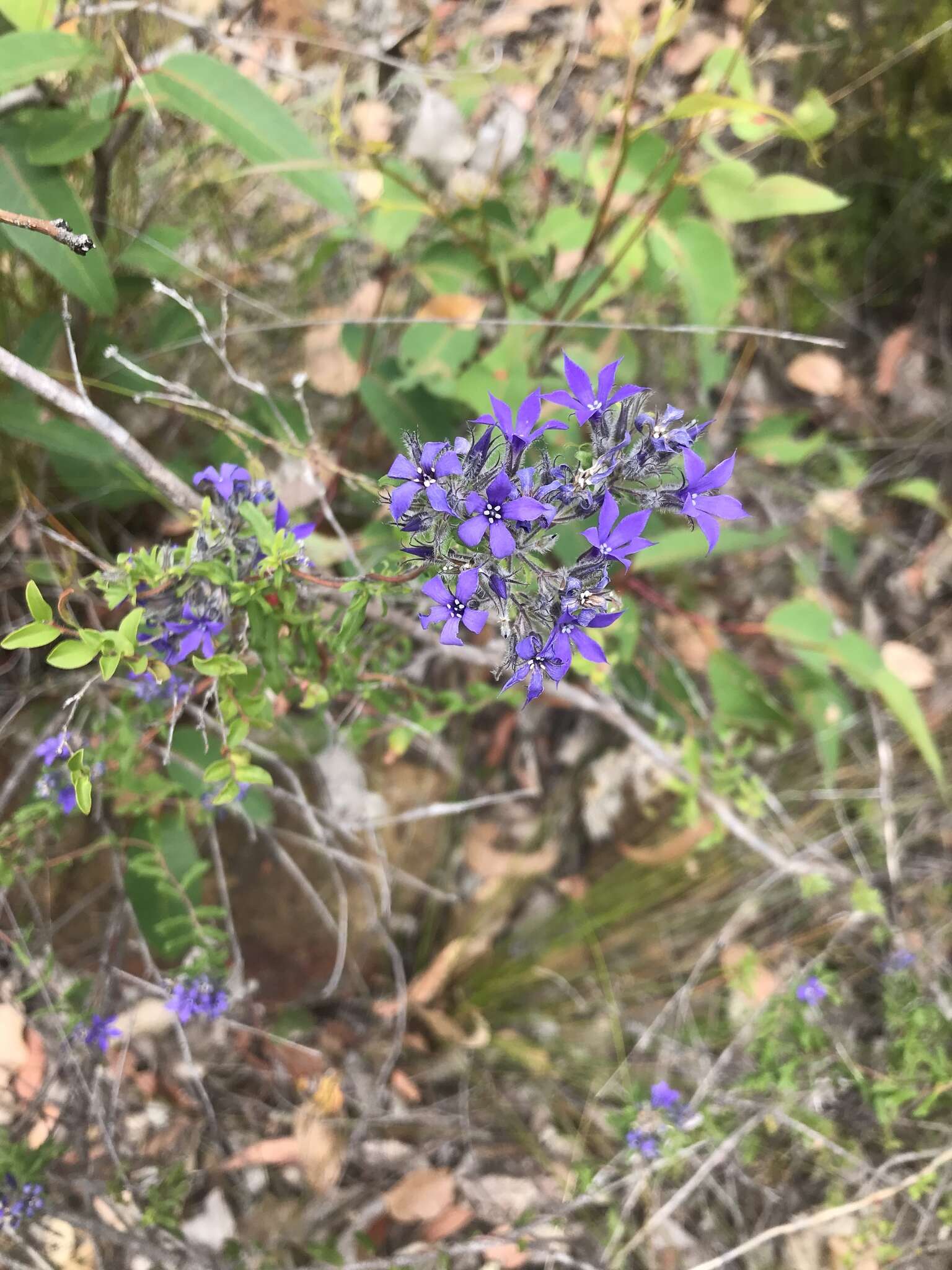 Imagem de Billardiera variifolia DC.