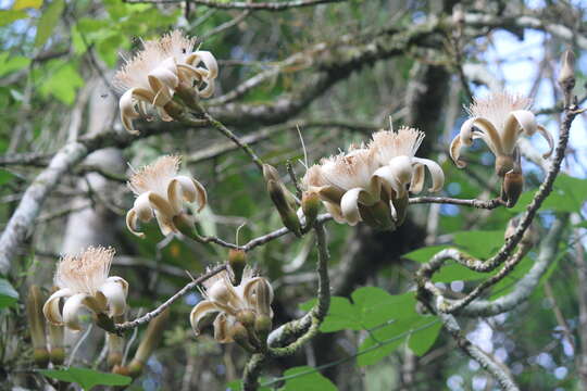 Image of Pseudobombax millei (Standl.) A. Robyns