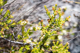 Image of Diosma oppositifolia L.