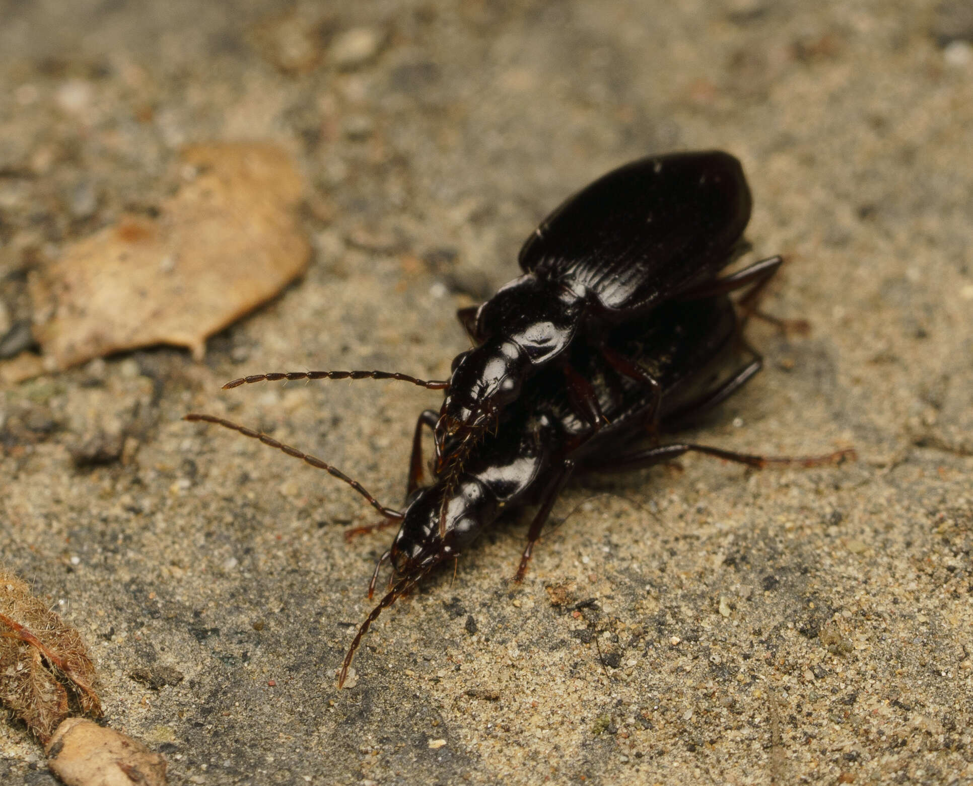 Plancia ëd Platynus (Platynus) brunneomarginatus (Mannerheim 1843)